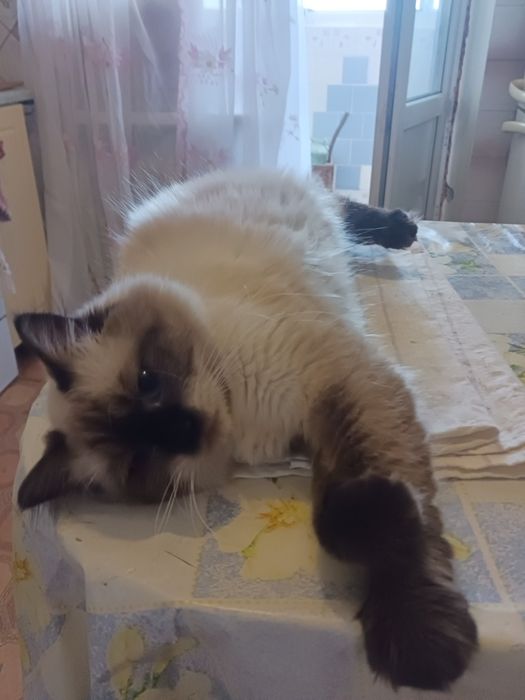 Продам котик Невский Маскарадный