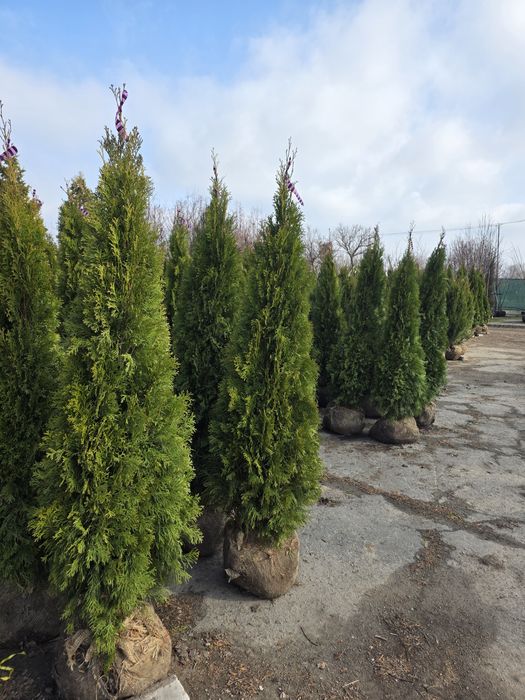 Туя смарагд, гурт роздріб