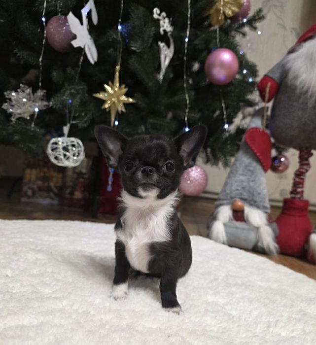 Чарівні красунчики. Супер чихуахуа.