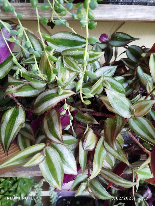 Planta de exterior _ Trandescantia Zebrinis