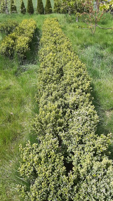 Zdrowy, gęsty bukszpan