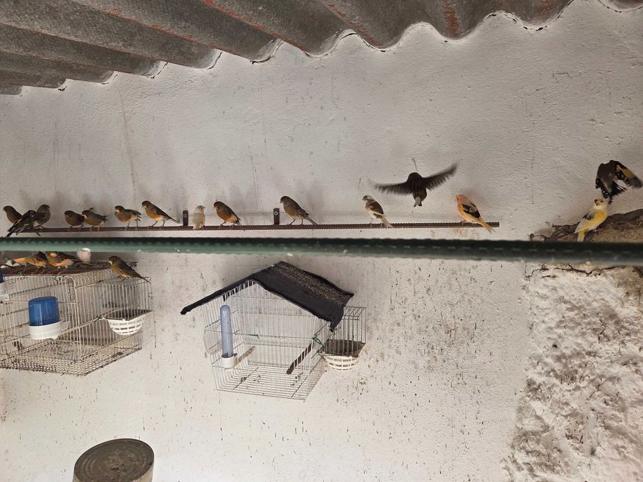 Canários mosaicos vermelhos e variáveis