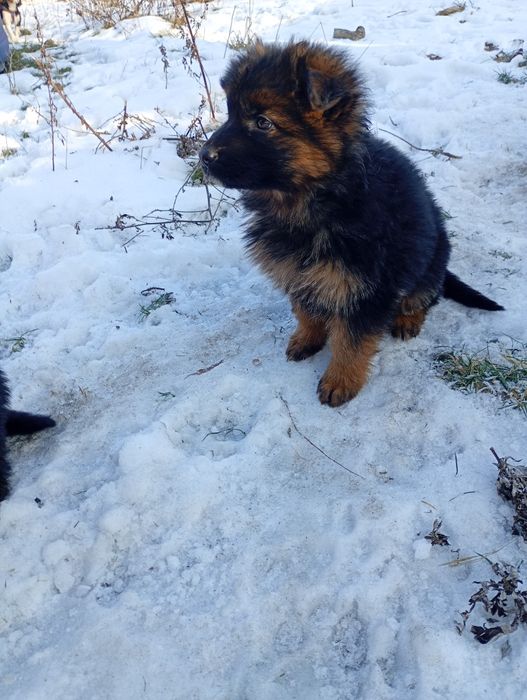 Owczarek niemiecki długowłosy