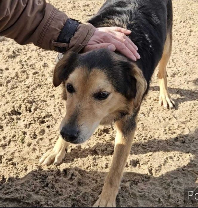 SNOOPI – starość i smutek. 14 lat w schronisku