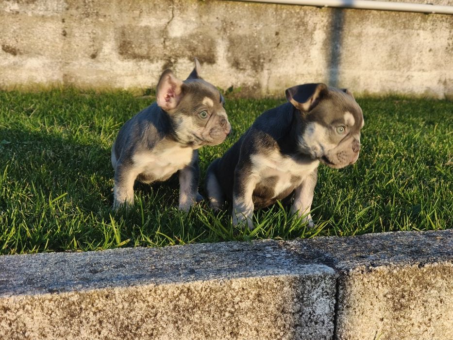 Bulldog Francês macho lilac tan