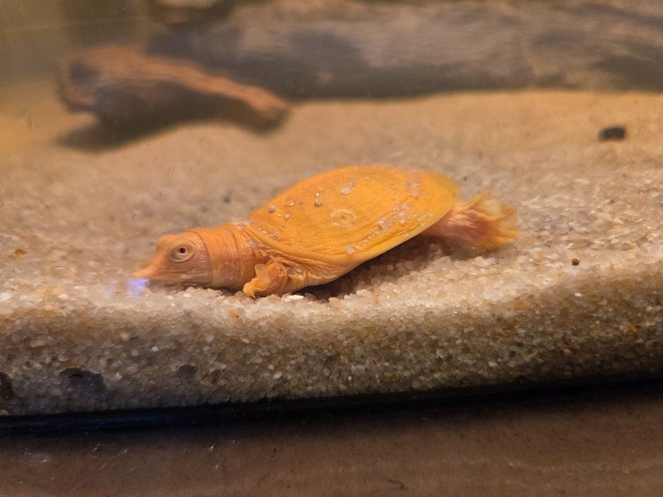 Żółwiak chiński Albino (Pelodiscus sinensis)