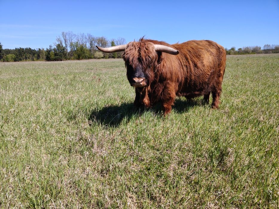 Byk rozpłodnik highland cattle