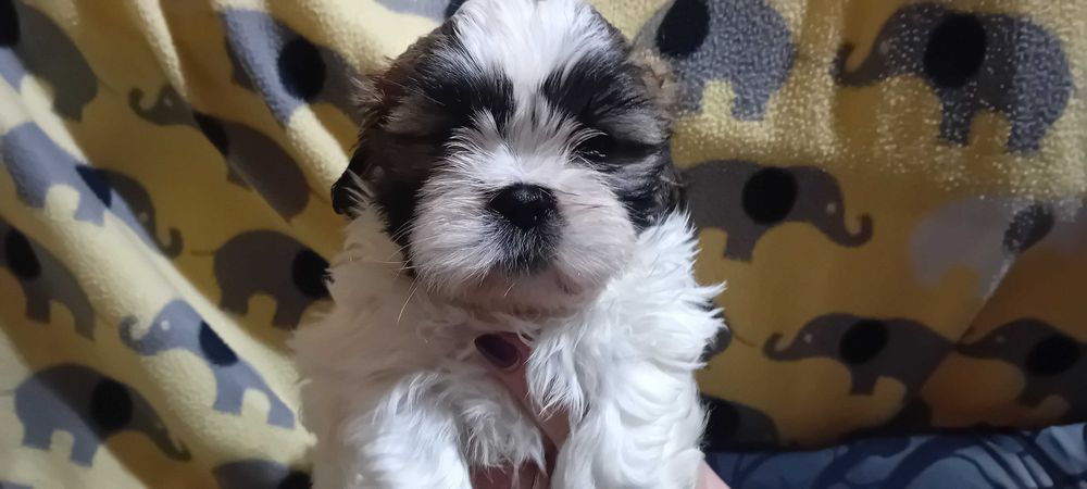 Piękny piesek Shih-tzu