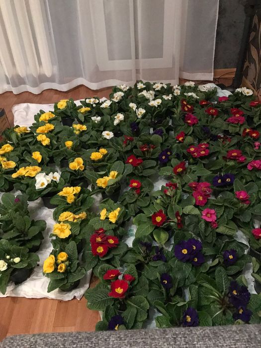 Примула, квіти для саду та свят