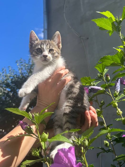Кошенята в гарні руки