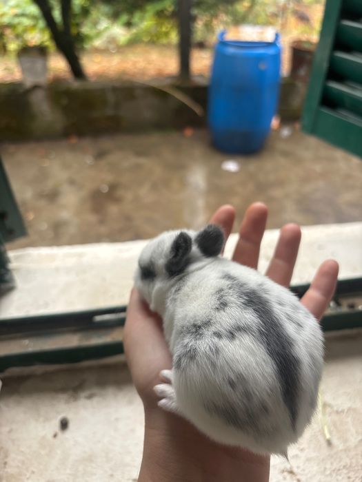 Coelho bebé dócil muito lindo