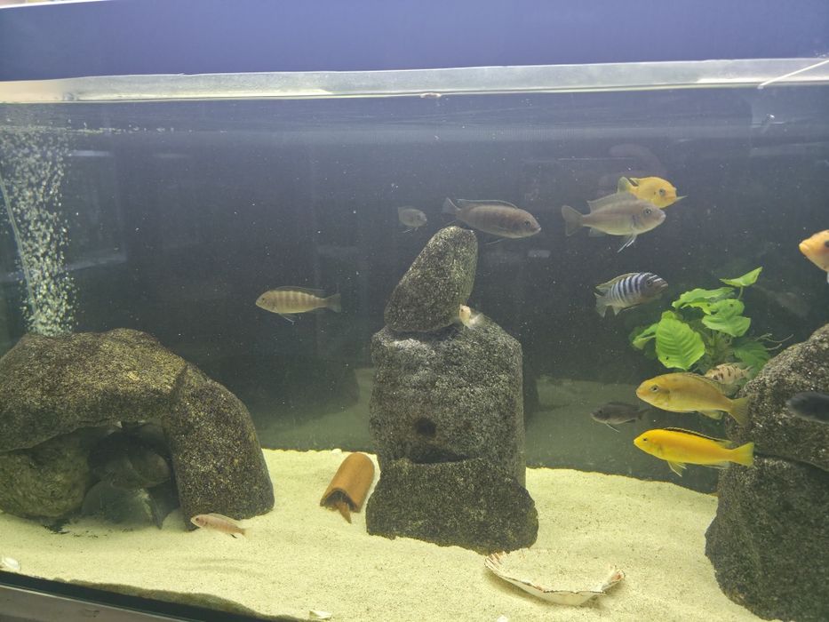 Ciclideos africanos para venda