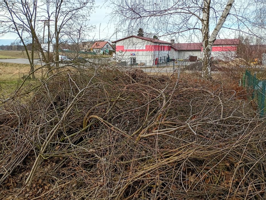 Gałęzie na zrębki - BIOMASA