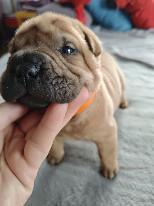 Szczenię sunia  Shar-Pei IZOLDA