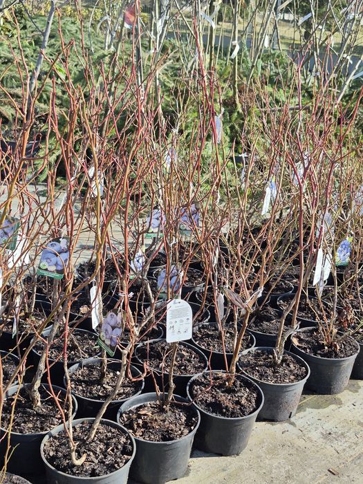 Borówka amerykańska,  krzewy owocowe