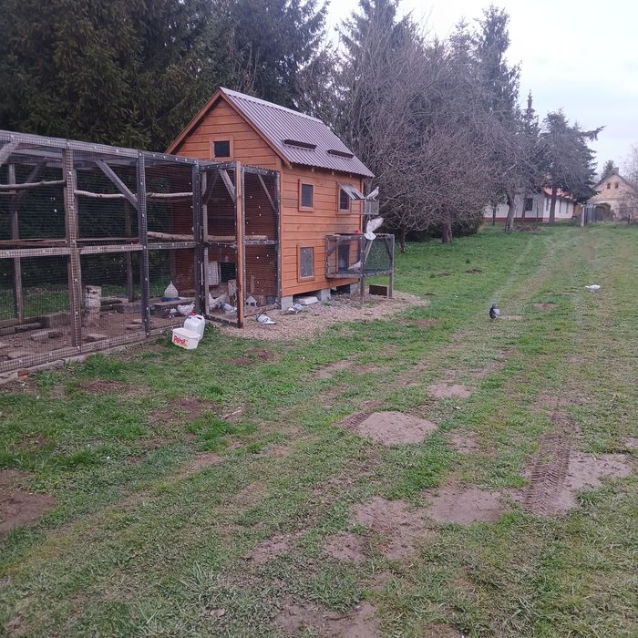 Pilnie sprsedam gołębnik z wojlerą 7.000