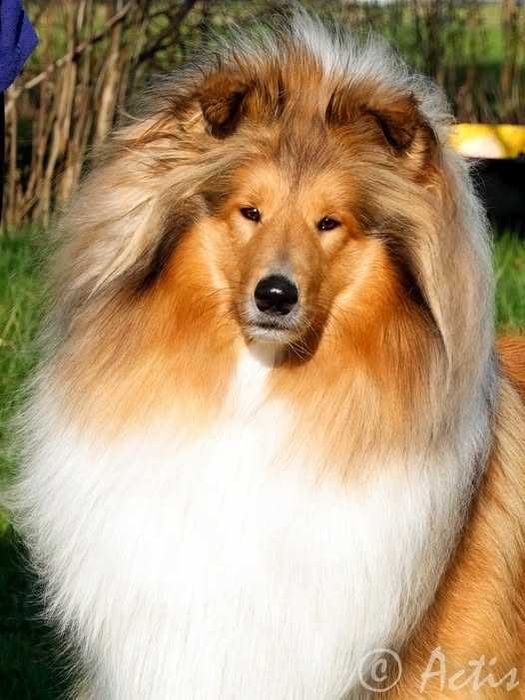 COLLIE Owczarek Szkocki piesek po Championach