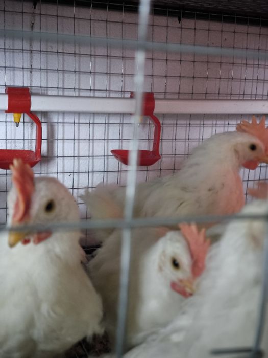 Молоді півні породи Легорн