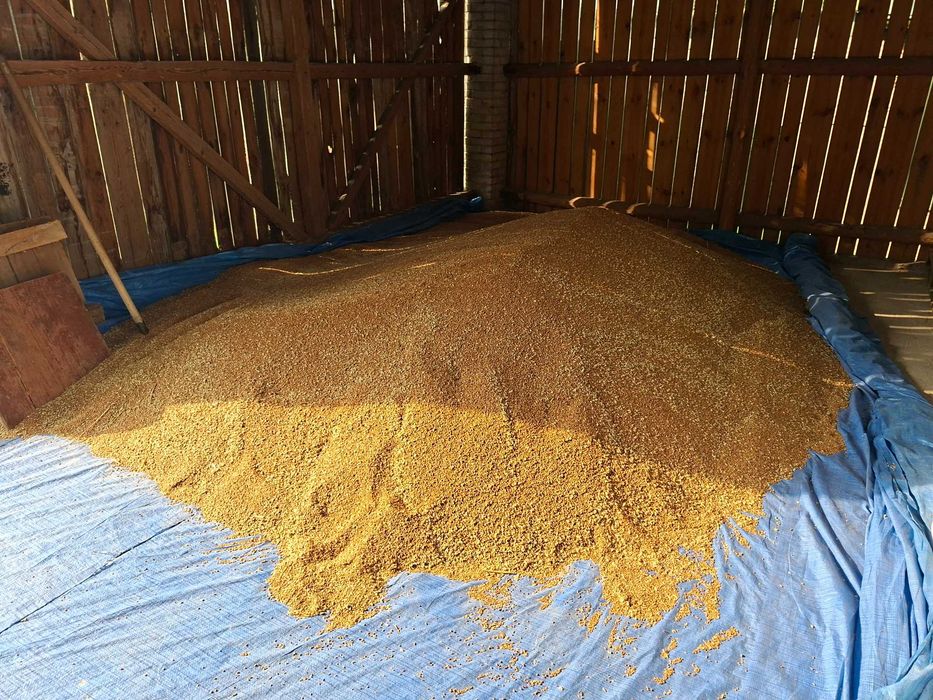 Pszenica tegoroczna czyszczona 1zl/kg
