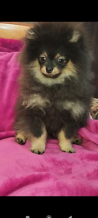 Померанський шпіц хлопчик
