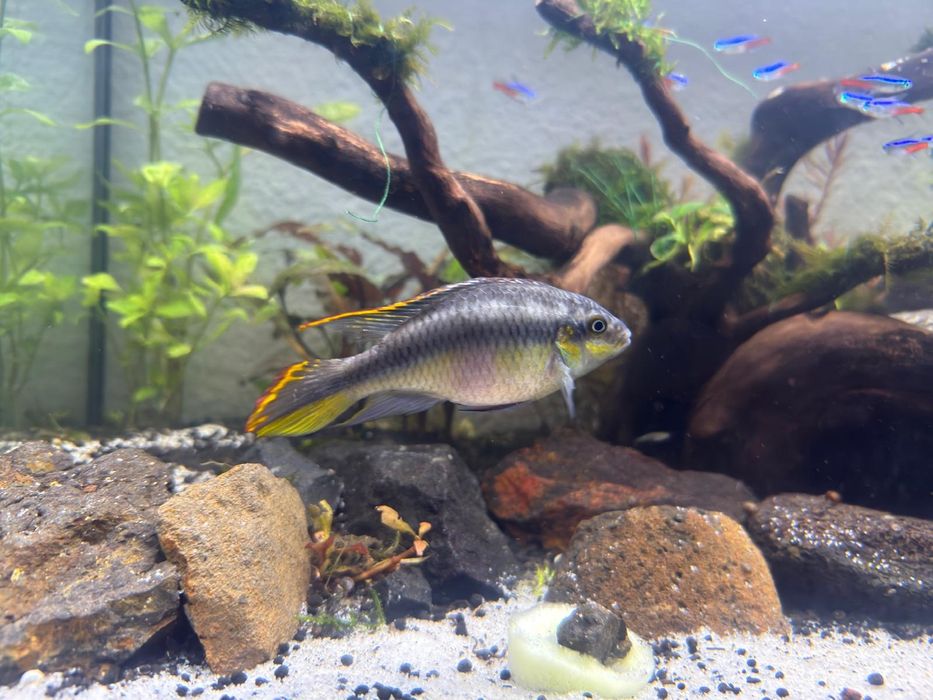 Kribensis Fêmea Adulta – Peixe / Ciclídeo Anão para Aquário