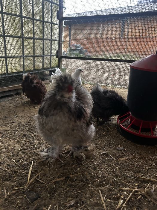 Kogut silka z tego roku