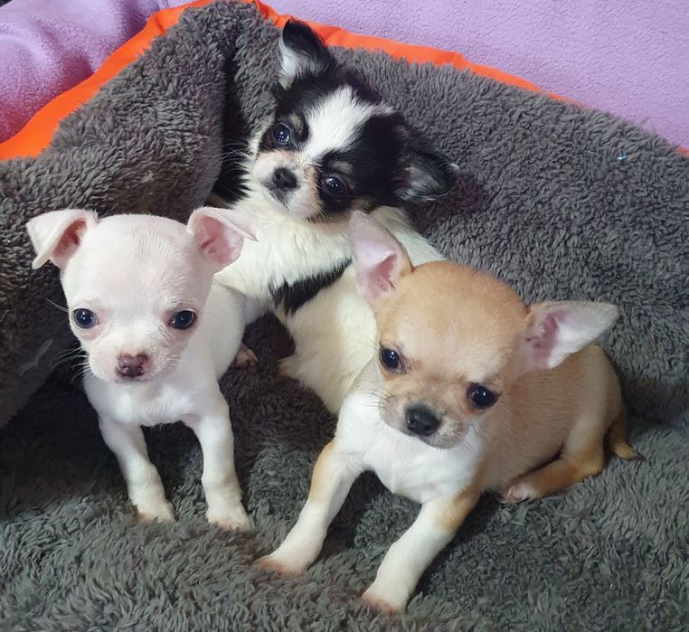 В питомнике чихуахуа новые малыши