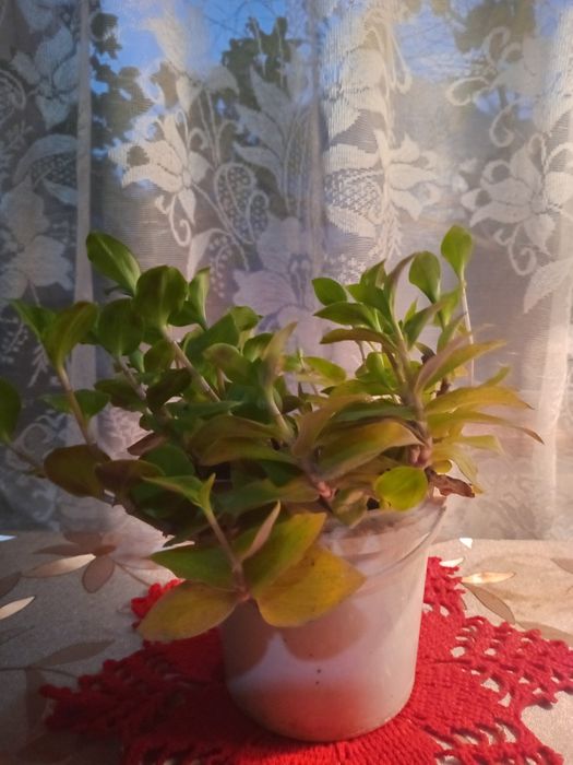 Продам комнатные цветы