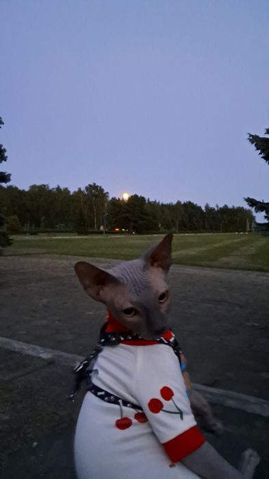 Продам Канадського сфінкса