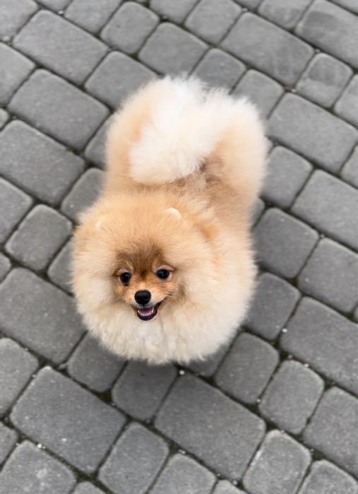 Померанський шпіц