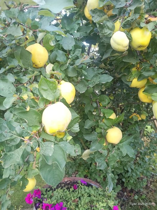 Pigwa owoce  sprzedam