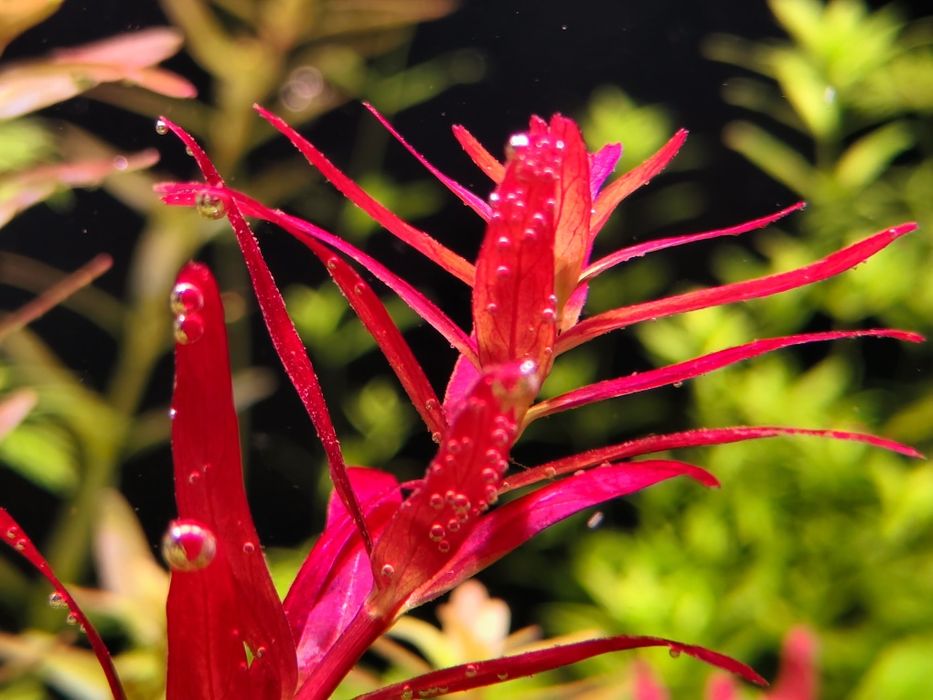 Sprzedam Rotala Singapur Red