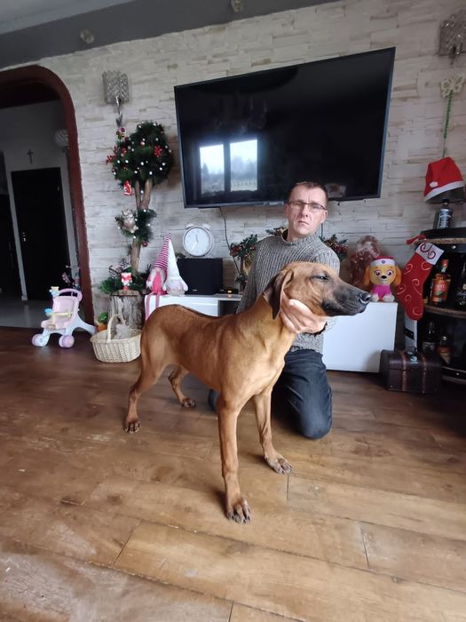 Rhodesian Ridgeback ZKwP FCI Piękna suczka ŚLĄSK CENA CAŁKOWITA
