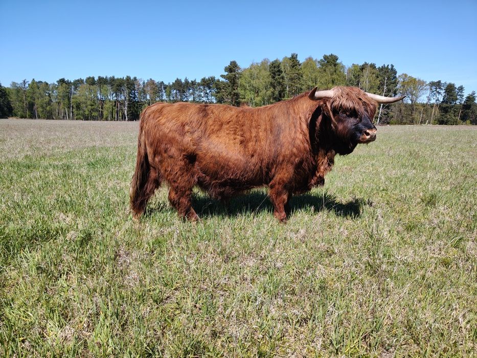 Byk rozpłodnik highland cattle