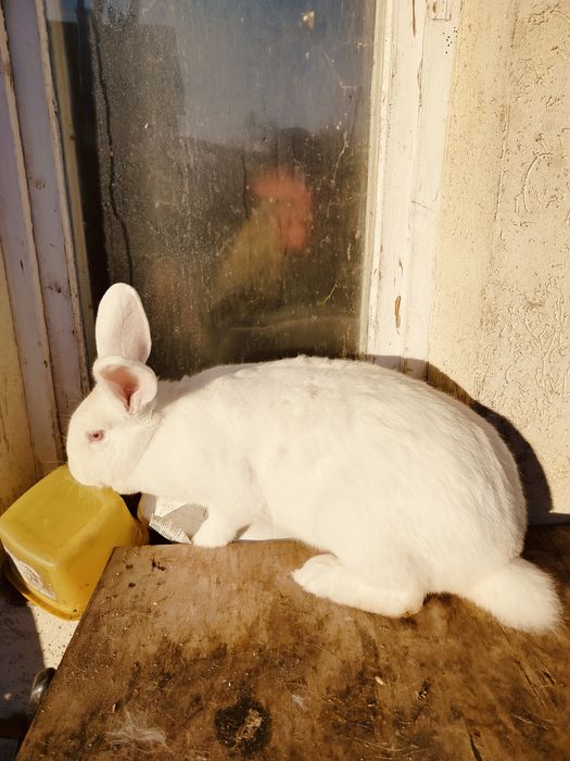 Królik  samica młoda  nowozelandzki biały termondzki, dziewica