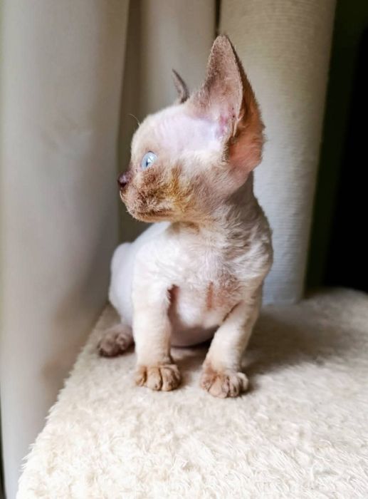 Kocurek Devon Rex CHEATER