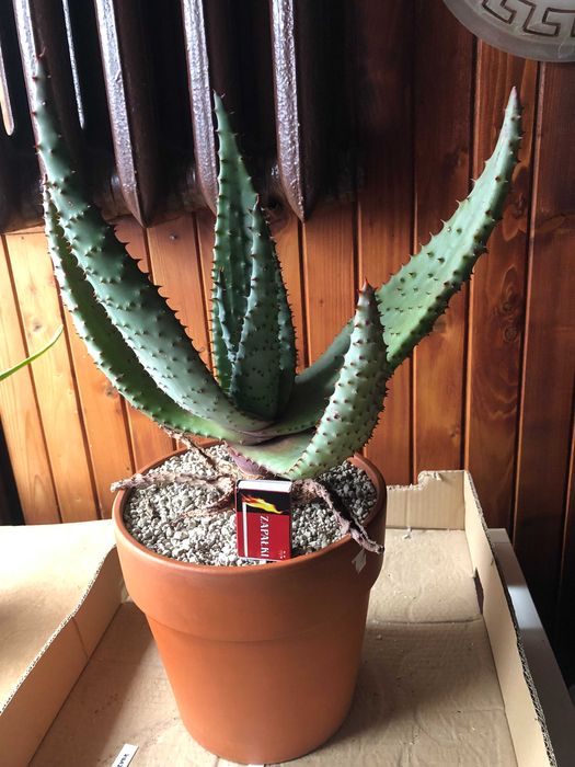 Aloes uzbrojony, Aloe Ferox - rzadki okaz dla kolekcjonera