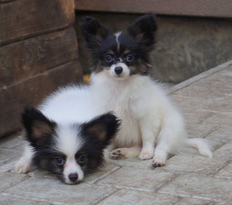 папийон мальчик белокорпусный