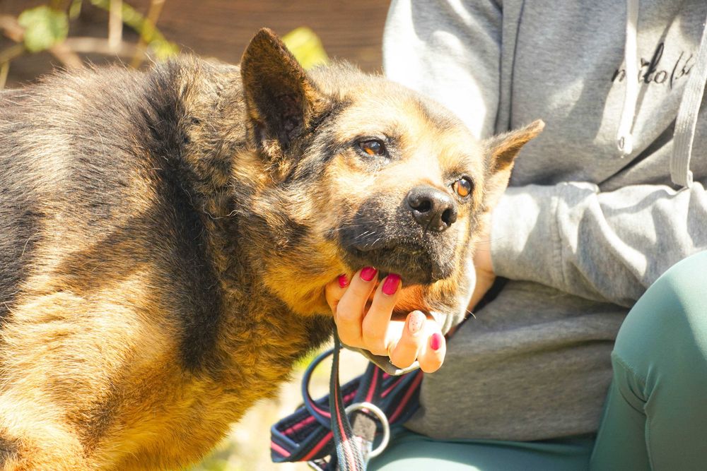 Hiron - starszy pies w typie owczarek niemiecki