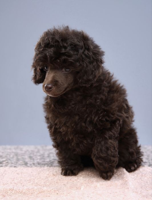 TRUFFLE хлопчик той пудель шоколад