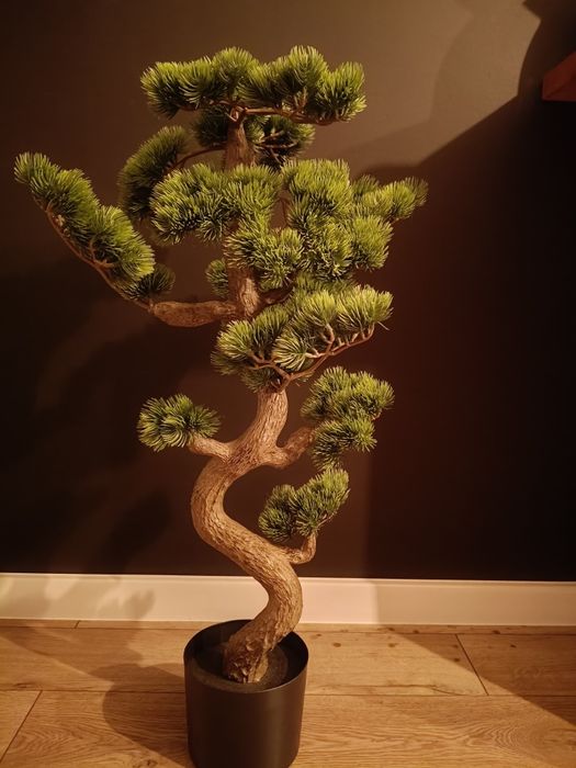 Drzewko bonsai drzewko szczęścia