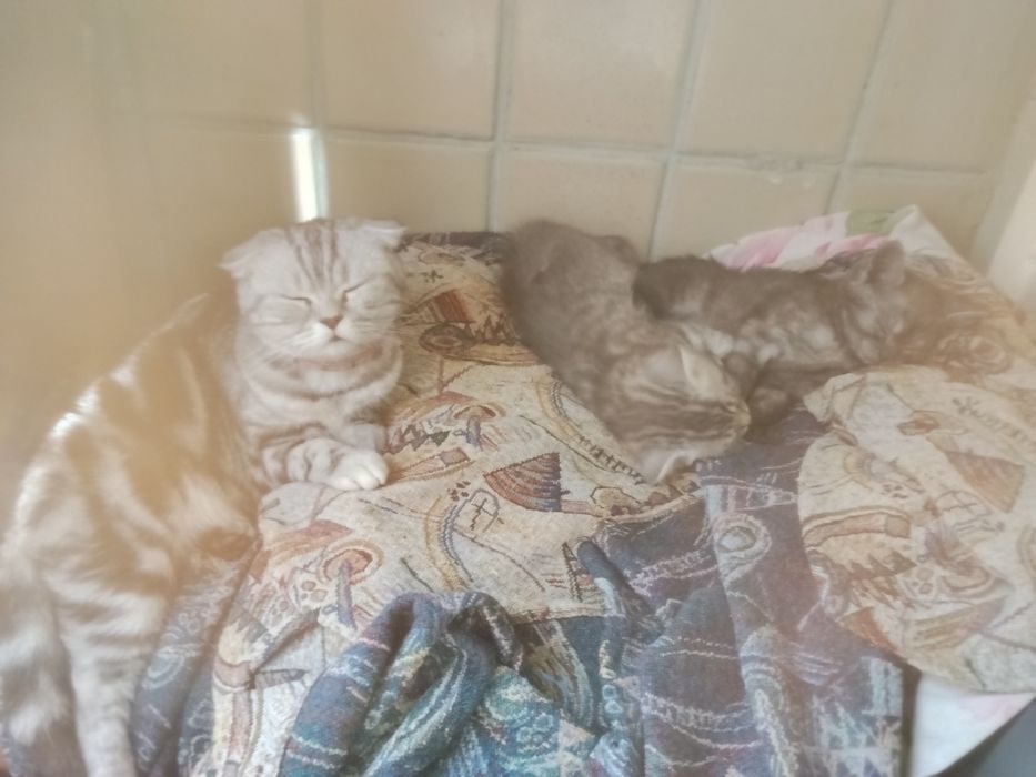 Продам котіков кошичка і котік по 2месеца