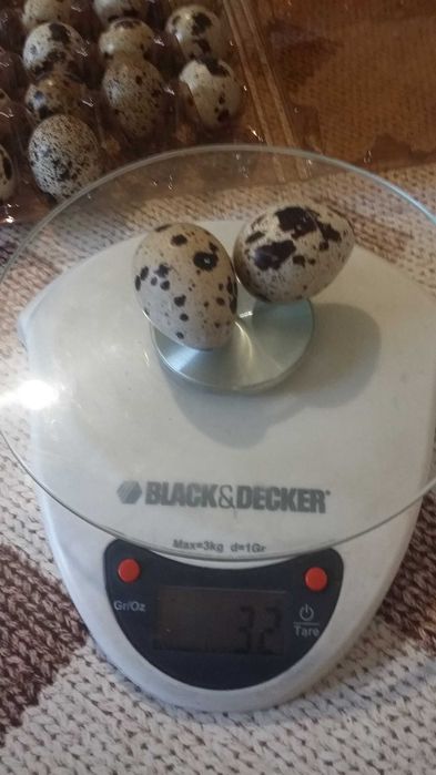 Техасские бройлерные инкубационные яйца.