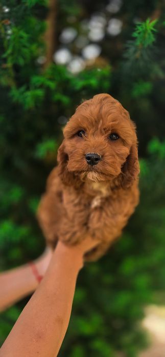Wspaniały Cavapoo idealny przylaciel po szkoleniu behawioralnym bafania wyprawka rodowód