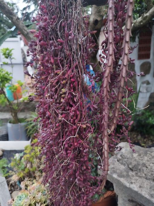 Planta em vasos de pendurar