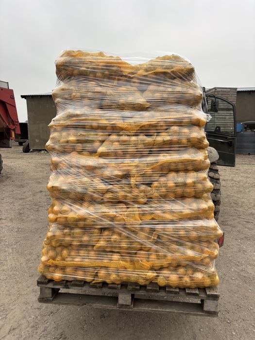 Cebula żółta  na worek / zdrowa/ sucha