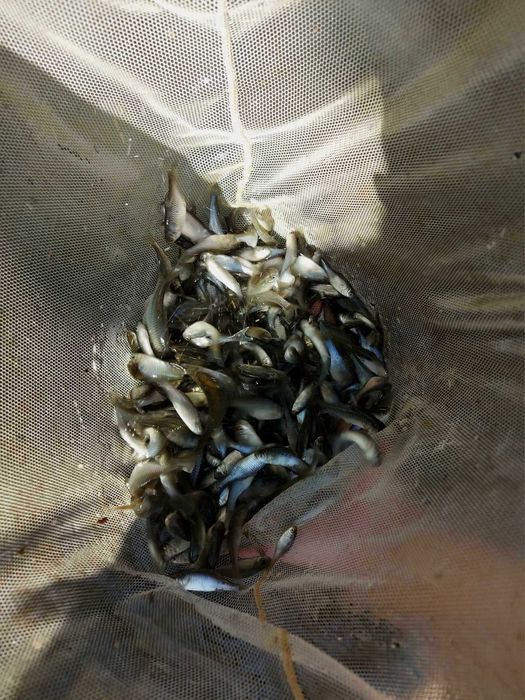 rożanka likwidator glonów