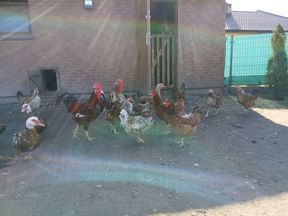 Jaja legowe  kur zagrodowych