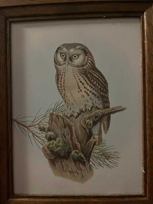 сови в рамках для декора