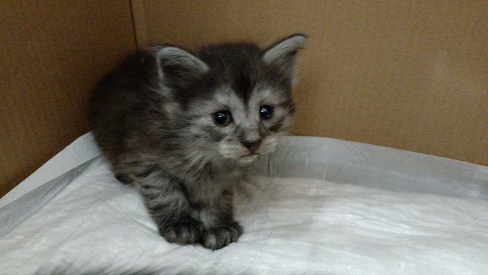 Отдам котят в добрые руки